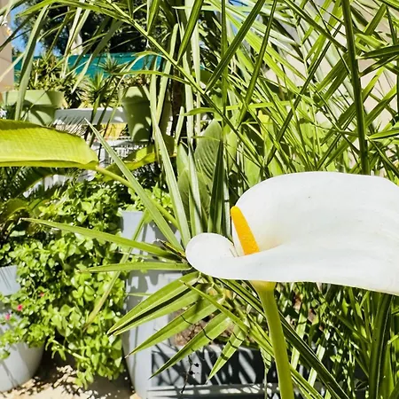 Apartamento Ng - A 10 Mn Du Palais Des Festivals Cannes